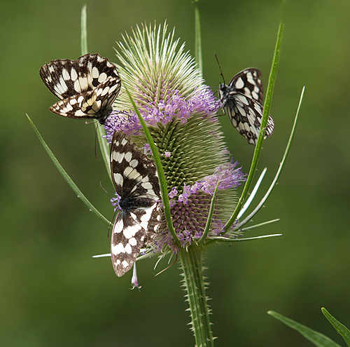 Oasi naturalistica del Carmine